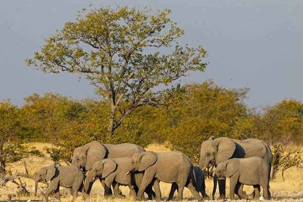 Đàn voi rừng châu Phi đi về phía hồ trong vườn quốc gia Etosha, Namibia. Công ước về thương mại quốc tế các loài động, thực vật hoang dã nguy cấp (CITES) gần đây nhất cho thấy sự gia tăng số lượng vận chuyển ngà voi bất hợp pháp với quy mô lớn. Hình ảnh: McPhoto / Schaef / Alamy