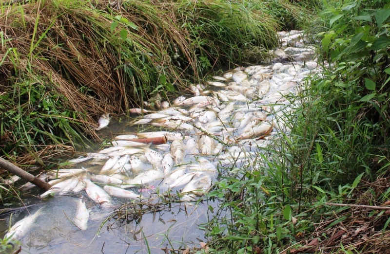 Cá trong lòng đập chết hàng loạt, gây ô nhiễm môi trường nghiêm trọng