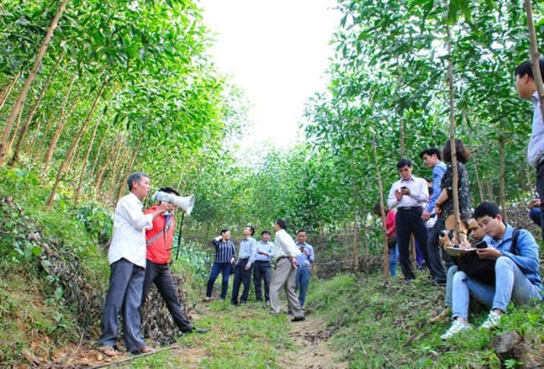 Mô hình trồng rừng gỗ lớn tại Hoà Bình, sử dụng giống keo lai mô mới nâng cao khả năng sinh trưởng từ 1,5 - 2 lần so với các giống keo đại trà