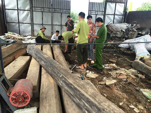 Kiểm lâm Sơn Động phối hợp với Công an Sơn Động đang kiểm tra kho chứa gỗ khai thác trái phép tại thị trấn Thanh Sơn