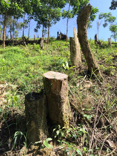 Những cây gỗ bị đốn hạ không thương tiếc tại khu vực rừng tây Yên Tử thuộc địa bàn huyện Sơn Động