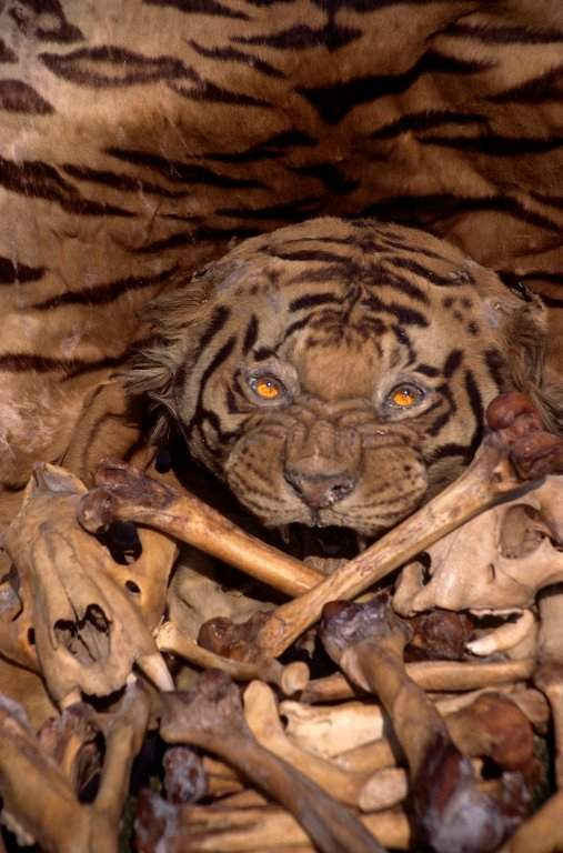 Các bộ phận của hổ bị buôn bán (nguồn: WWF)