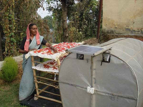Bà Bimla Devi làm khô ớt đỏ trên máy sấy năng lượng mặt trời. Ảnh: Juhi Chaudhary