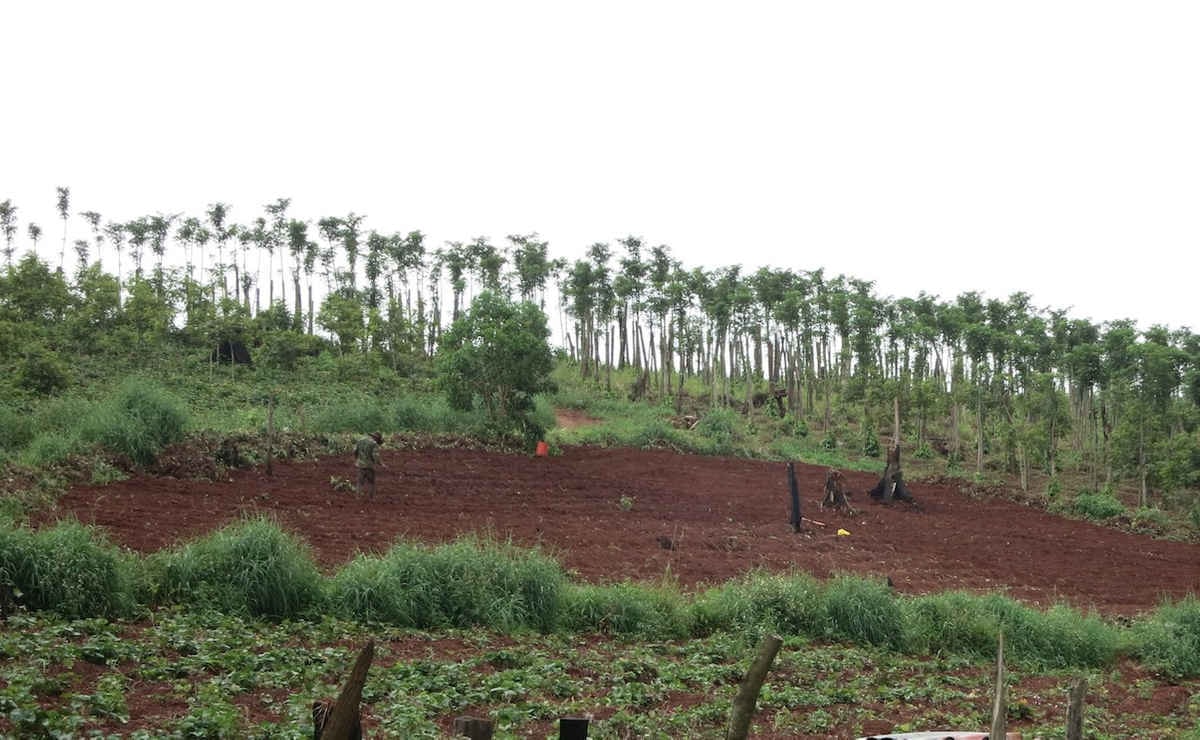 đắk Nong Nhiều Diện Tich Rừng Giao Khoan Cho Can Bộ Bị Pha