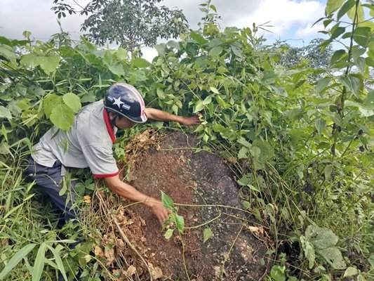 Ông Kim Văn Đại, Trưởng bản Pà Cọ đang tìm mốc giới giữa diện tích rừng cộng đồng của bản và diện tích quy hoạch trồng cao su