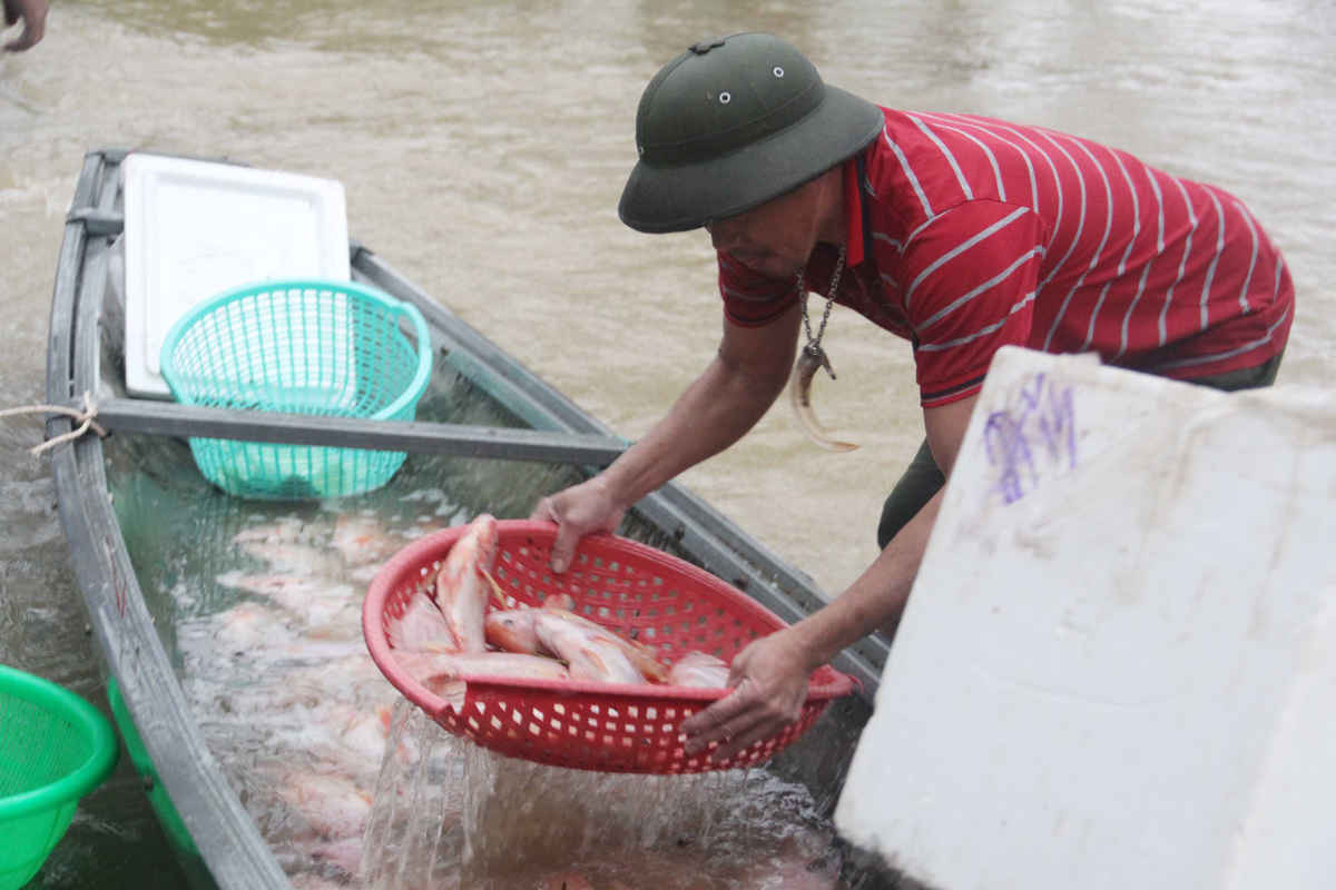 Cá lồng trên sông Bồ sắp thu hoạch đã bị lũ lớn cuốn trôi