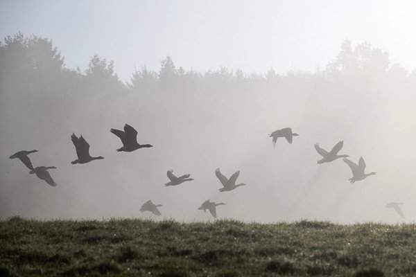 Đàn ngỗng bay vào buổi sáng sớm ở Sundridge, Anh. Hình ảnh: Dan Kitwood / Getty Images