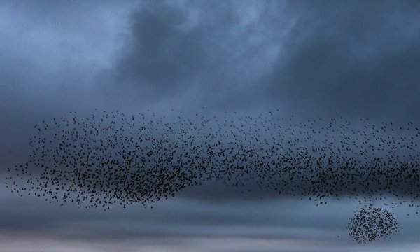 Tiếng rì rào của những con chim sáo đá bay về nơi đậu khi mặt trời lặn ở Marazion, Cornwall, Anh Quốc. Ảnh: Neil Hall / EPA