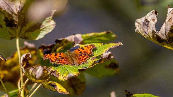 Một con bướm Comma đậu trên chiếc lá trong ánh nắng mùa thu ở Burley Woodhead, West Yorkshire, Anh. Hình ảnh: Rebecca Cole / Alamy