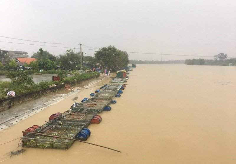 Mưa lớn khiến nước từ thượng nguồn đổ về sông Bồ khiến hàng chục lồng cá nuôi của người dân huyện Quảng Điền và thị xã Hương Trà (tỉnh Thừa Thiên Huế) bị cuốn trôi