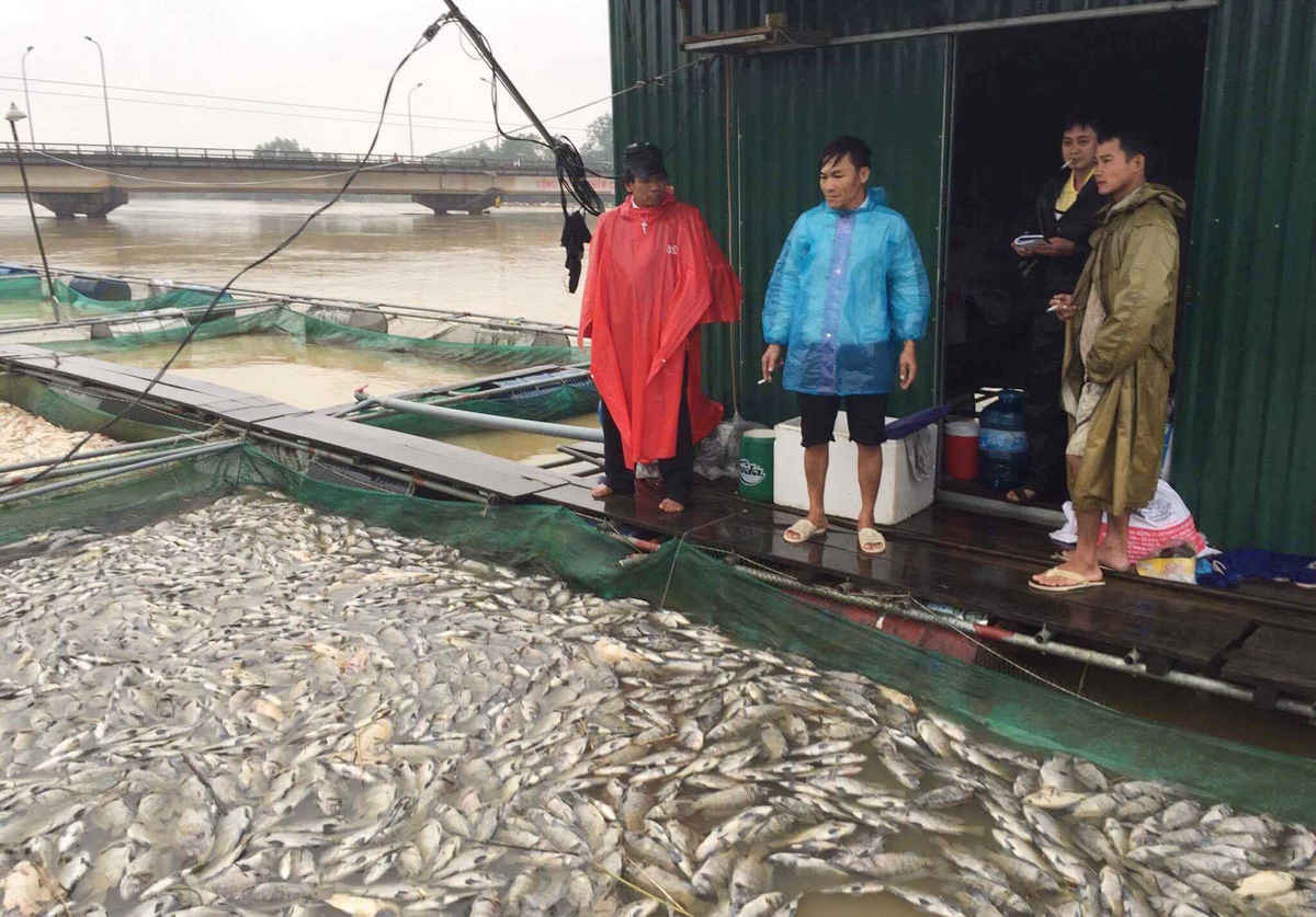 Hàng tấn cá của người dân sắp thu hoạch cứ trôi theo những dòng nước lũ