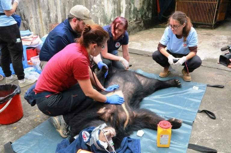 Các chuyên gia quốc tế của Four Paws International thăm khám sức khỏe cho một cá thể gấu ngựa cái nuôi nhốt tại nhà ông Thái trước khi đưa về trung tâm chăm sóc.