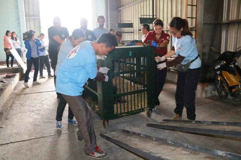 Các cá thể gấu này sẽ được đưa vào trang trại bảo tồn gấu Ninh Bình của Four Paws Việt, sau khi ổn định sức khỏe sẽ thả ra khu bán hoang dã trong công viên động vật hoang dã quốc gia tại Ninh Bình.