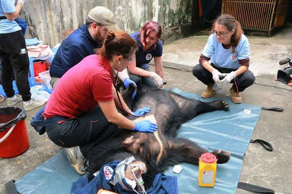 Các chuyên gia quốc tế đang kiểm tra sức khỏe cho các cá thể Gấu
