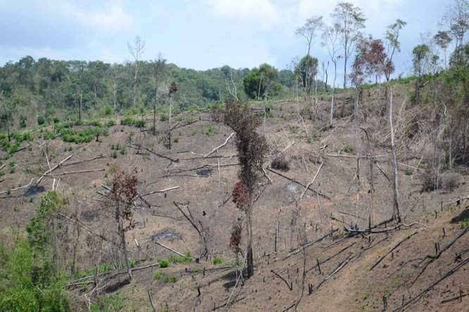 Diện tích rừng bị phá khi giao khoán theo  nghị định 135 tại Đắk Nông