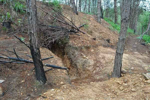 Việc đào hầm khai thác vàng làm phá vỡ kết cấu đất, ảnh hưởng đến cây rừng