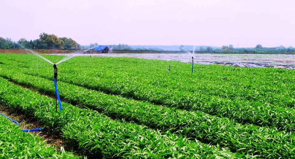 Mô hình trồng rau sạch theo tiêu chuẩn  VietGAP không sử dụng thuốc trừ sâu ảnh hưởng đến môi trường  tại huyện Củ Chi