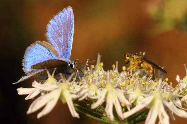 Một con bướm màu xanh và một con ruồi màu vàng ở Milton Keynes, Vương quốc Anh. Hình ảnh: Ian Johnston / Alamy