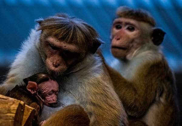 Một con khỉ macaca khổng lồ che chở khỉ con của nó tại Vườn thú Berlin, Đức. Ảnh: John Macdougall / AFP / Getty Images