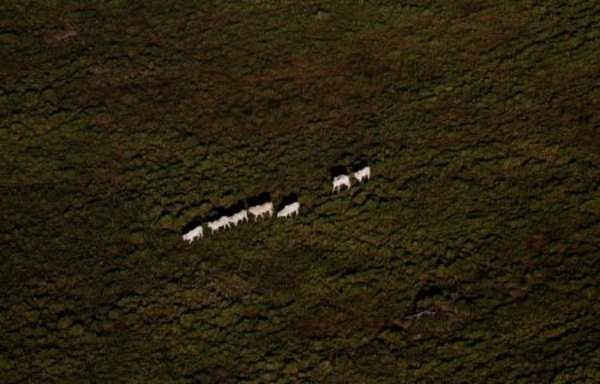 Đàn gia súc đi bộ trên một khu rừng nhiệt đới Amazon bị xóa sổ bởi những người khai thác gỗ và nông dân ở gần thành phố Novo Progresso, Para State, Brazil vào ngày 2/7/2013. Ảnh: REUTERS / Nacho Doce