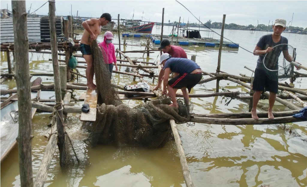 Người dân đành phải đưa ghe thuyền ra cửa biển Thuận An, xúc cá lồng đem bán để vớt vát