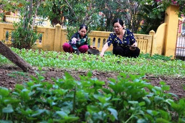 Vườn rau sạch của Chi hội phụ nữ phường Thọ Quang đã thay đổi hoàn toàn quang cảnh của đình làng Mân Quang
