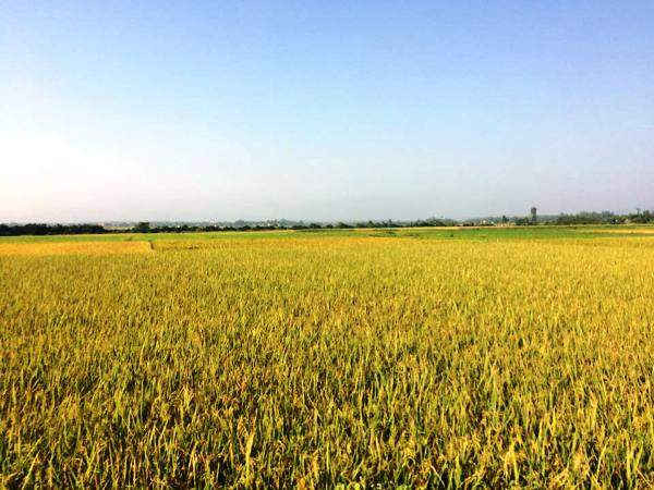 Đà Nẵng hỗ trợ huyện Hòa Vang 40 tấn lúa giống, quận Ngũ Hành Sơn 10 tấn lúa giống để giúp nông dân khôi phục sản xuất do thiên tai gây ra