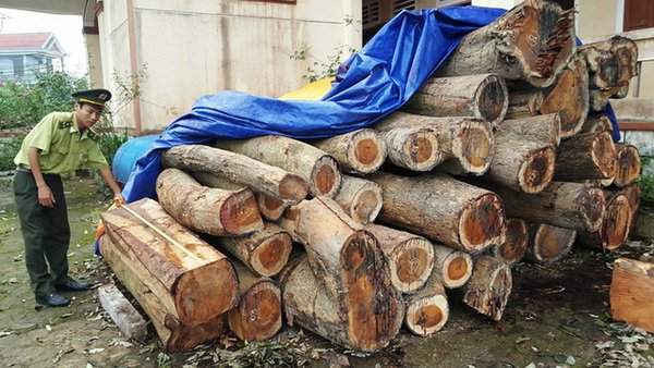 Số gỗ hương bị cơ quan chức năng thu giữ