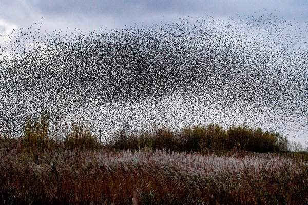 Tiếng rì rầm của khoảng 50.000 con chim sáo đá vào lúc hoàng hôn tại khu bảo tồn thiên nhiên Martin Mere ở Merseyside, Anh. Hình ảnh: Alamy Stock Photo
