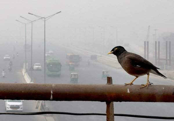 Chim Myna đứng trên lan can cầu vượt dành cho người đi bộ ở New Delhi, Ấn Độ. Ảnh: Harish Tyagi / EPA