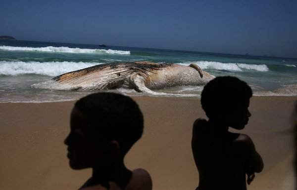 Cá voi chết trên bãi biển Ipanema ở Rio de Janeiro, Brazil. Ảnh: Pilar Olivares / Reuters