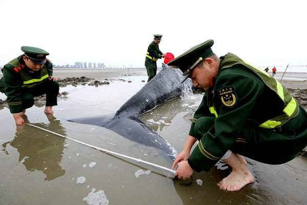 Cảnh sát bán quân sự Trung Quốc đo một con cá voi lưng gù mắc cạn trên bãi biển ở Qidong, tỉnh Giang Tô. Hình ảnh: China Stringer Network/Reuters