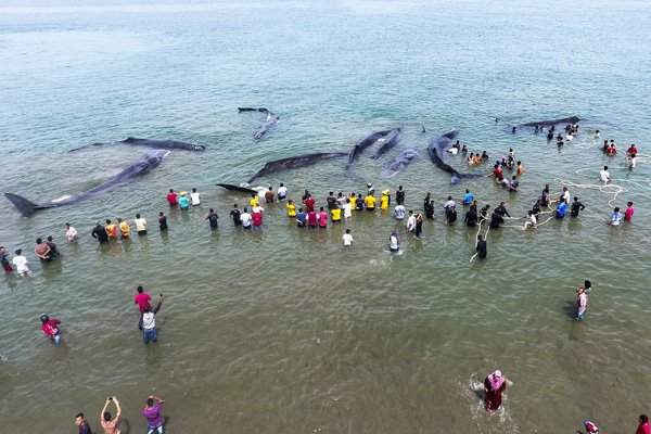 Hình ảnh trên không về những con cá voi bị mắc kẹt trên bãi biển Ujong Kareung Kareung ở Aceh, Indonesia. Hình ảnh: Chaideer Mahyuddin / AFP / Getty Images
