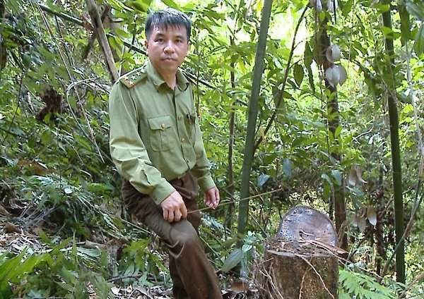 Thông tin rừng phòng hộ đầu nguồn ở Lào Cai bị phá là chưa chính xác.