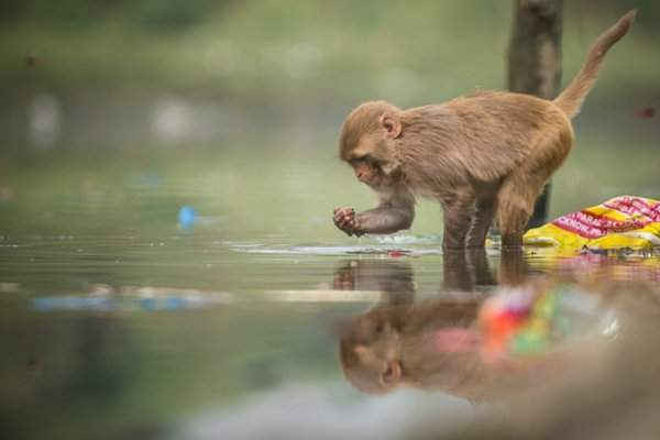 Một con khỉ kiếm ăn trong dòng nước ô nhiễm dưới sông Yamuna ở Delhi, Ấn Độ. Hình ảnh: Shams Qari/Barcroft Images
