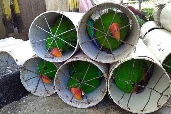 Những con vẹt Eclectus được phát hiện trong một cuộc đột kích ở Labuha, Indonesia sau khi những kẻ buôn lậu nhồi nhét 125 con chim lạ bên trong ống thoát nước. Ảnh: Hiệp hội Bảo tồn Động vật Hoang dã / AFP / Getty Images