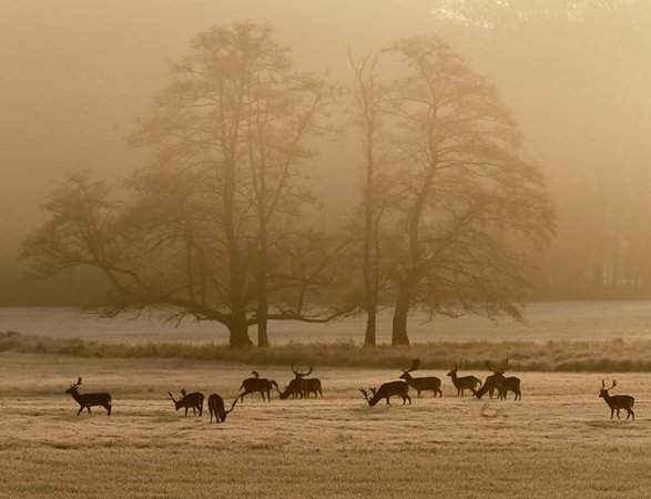 Đàn hươu gặm cỏ trên cánh đồng trong sương sớm gần Frankfurt, Đức. Ảnh: Michael Probst / AP