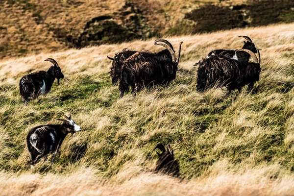Đàn dê hoang dã đi trên đường Pennine ở Đồi Cheviot trên biên giới Anh-Scotland. Ảnh: Chris Strickland/Alamy Stock Photo