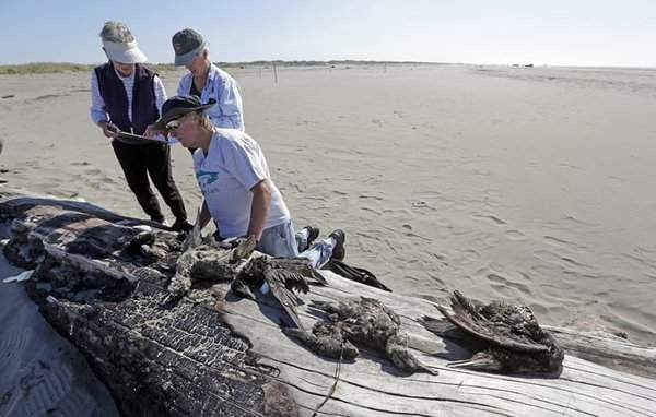 Đoàn khảo sát đang kiểm tra những con chim chết trên bờ biển dọc theo Bờ Tây nước Mỹ, Ocean Shores, Washington. Ảnh: Elaine Thompson / AP