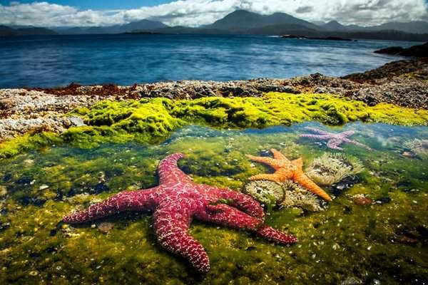 Sao biển Oster (Pisaster ochraceus) trên đảo Vancouver, Canada được trưng bày trong Blue Planet II của BBC. Ảnh: Paul Williams / BBC