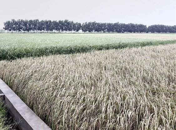 Hàng trăm ha lúa mùa ở huyện Thanh Miện bị bệnh bạc lá.