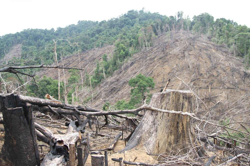 Hiện trường vụ phá rừng phòng hộ ở xã Tiên Lãnh, huyện Tiên Phước được xem là nghiêm trọng nhất từ trước tới nay trên địa bàn tỉnh Quảng Nam