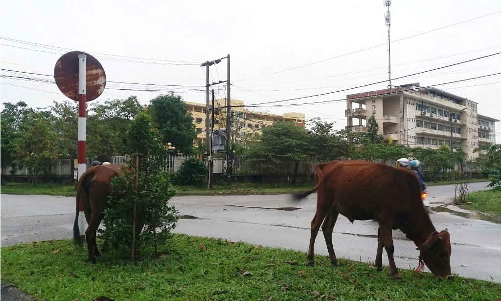 Trâu bò “tung hoành” quanh làng Đại học Huế