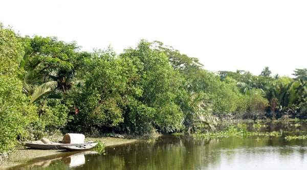 Một phần của rừng ngập mặn mới được phát triển dọc trên sông Chitra trong làng Katakhali. Ảnh: Sheikh Hedayet Ullah