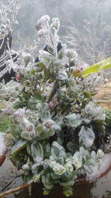Cây cối phủ lớp băng mỏng (ảnh nguồn facebook)