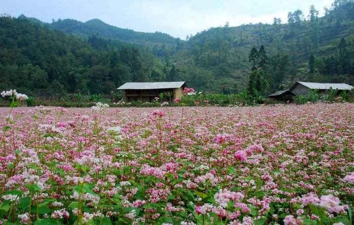 Sặc sỡ sắc màu hoa tam giác mạch Hà Giang.