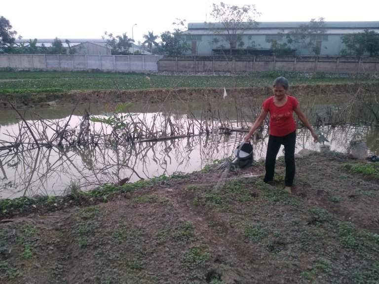 Không còn đất sản xuất, bà Phan Thị Ngãi đành trồng rau trên vạt đất ven đường