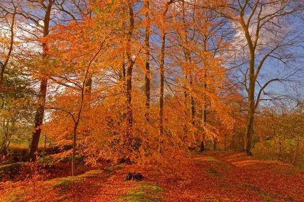 Một cây sồi ở khu rừng Alderley Edge ở Cheshire, Vương quốc Anh. Ảnh: Roy Conchie / Alamy