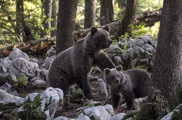 Gấu nâu mẹ và gấu con nhỏ tìm kiếm thức ăn trong rừng ở Ljubljana, Slovenia. Hình ảnh: Marco Secchi/Getty Images