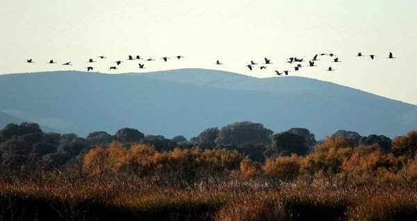 Đàn chim sếu bay trong khu bảo tồn động vật hoang dã Las Tablas de Daimiel ở Ciudad Real, Tây Ban Nha. Hình ảnh: Beldad / EPA